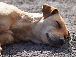 Schlafender Straßenhund in Mexiko