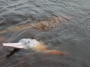 Rosa Flussdelfin im Amazonas