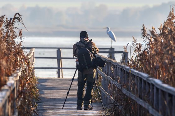 Vogelbeobachter auf einem Steg sieht einen Reiher