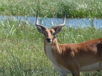 Antilope steht vor Fluss