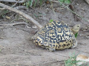 Schildkröte in Tansania