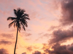 Palme bei Sonnenuntergang und Mond