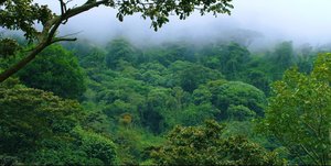 Regenwald in Boquete in Panama