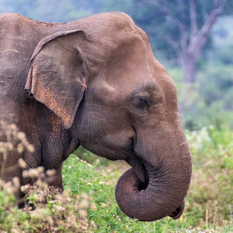 Elefant in Sri Lanka mit eingerolltem Rüssel