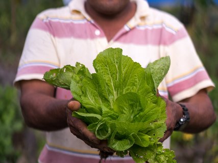 Gärtner erntet einen Salat im La Tigra Rainforest Lodge Permakulturgarten