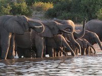 Elefantenherde am Fluss bei Sonnenuntergang