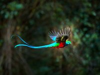 Quetzalmännchen im Flug