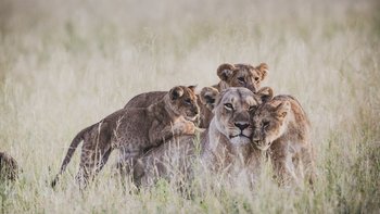 Löwenmutter kuschelt mit ihren Jungen