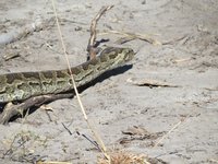 Python Schlange in Nahaufnahme