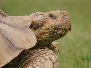 Riesenschildkröte auf einer Wiese