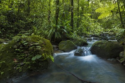 Kleiner Fluss im Regenwald