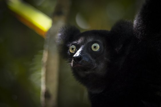 Nahaufnahme eines Indri Lemurs