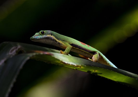 Streifentaggecko auf einem Blatt in Madagaskar