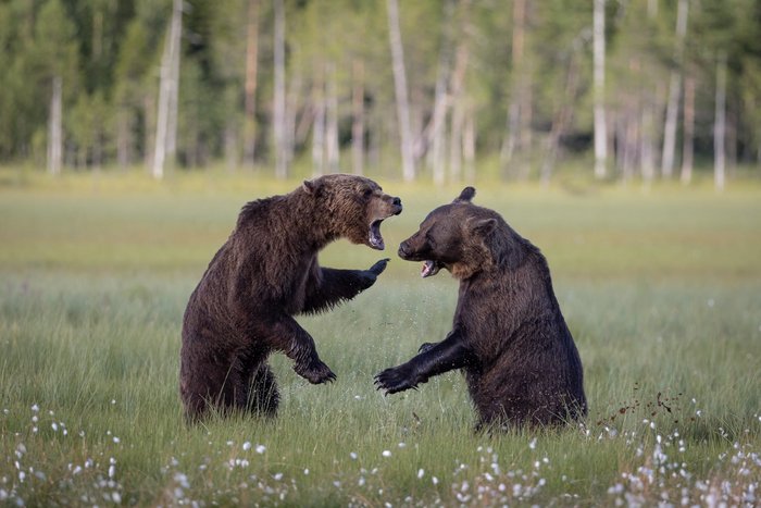 Zwei Braunbären bei einem Kampf