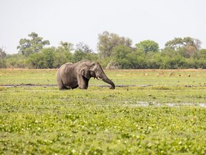 Ein Elefant steht am Ufer eines Flusses und frisst Wasserpflanzen